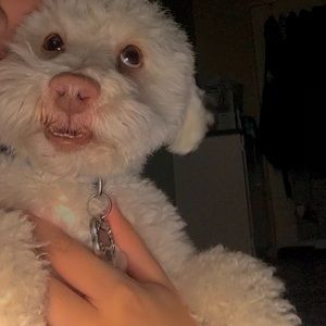 Meet your Posher, Jasmine